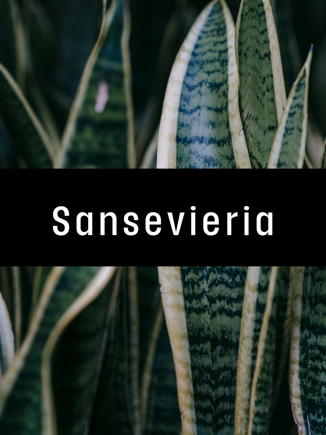 Sansevieria
