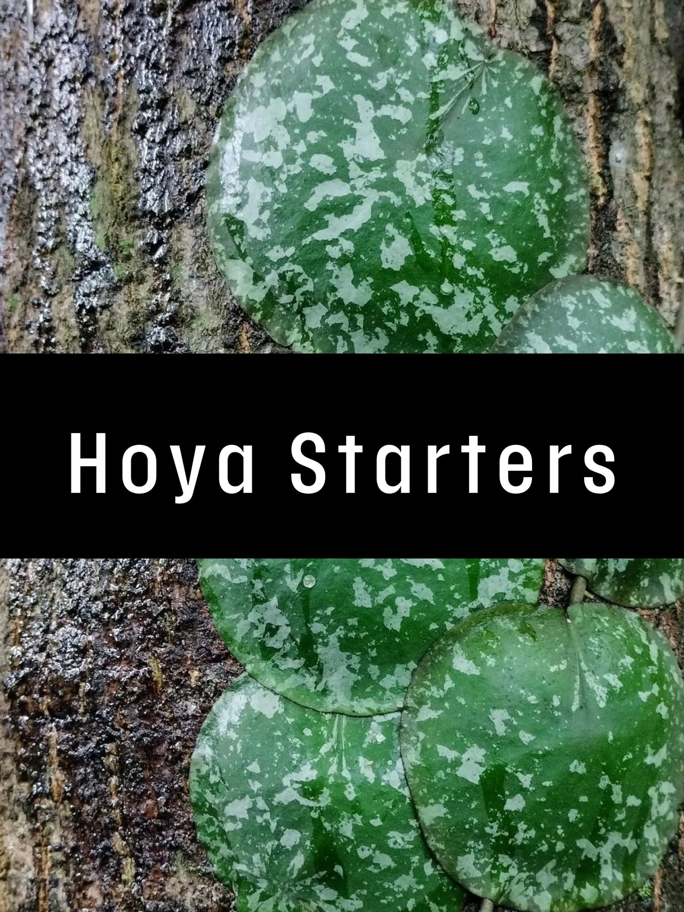 Hoya Starter Plants