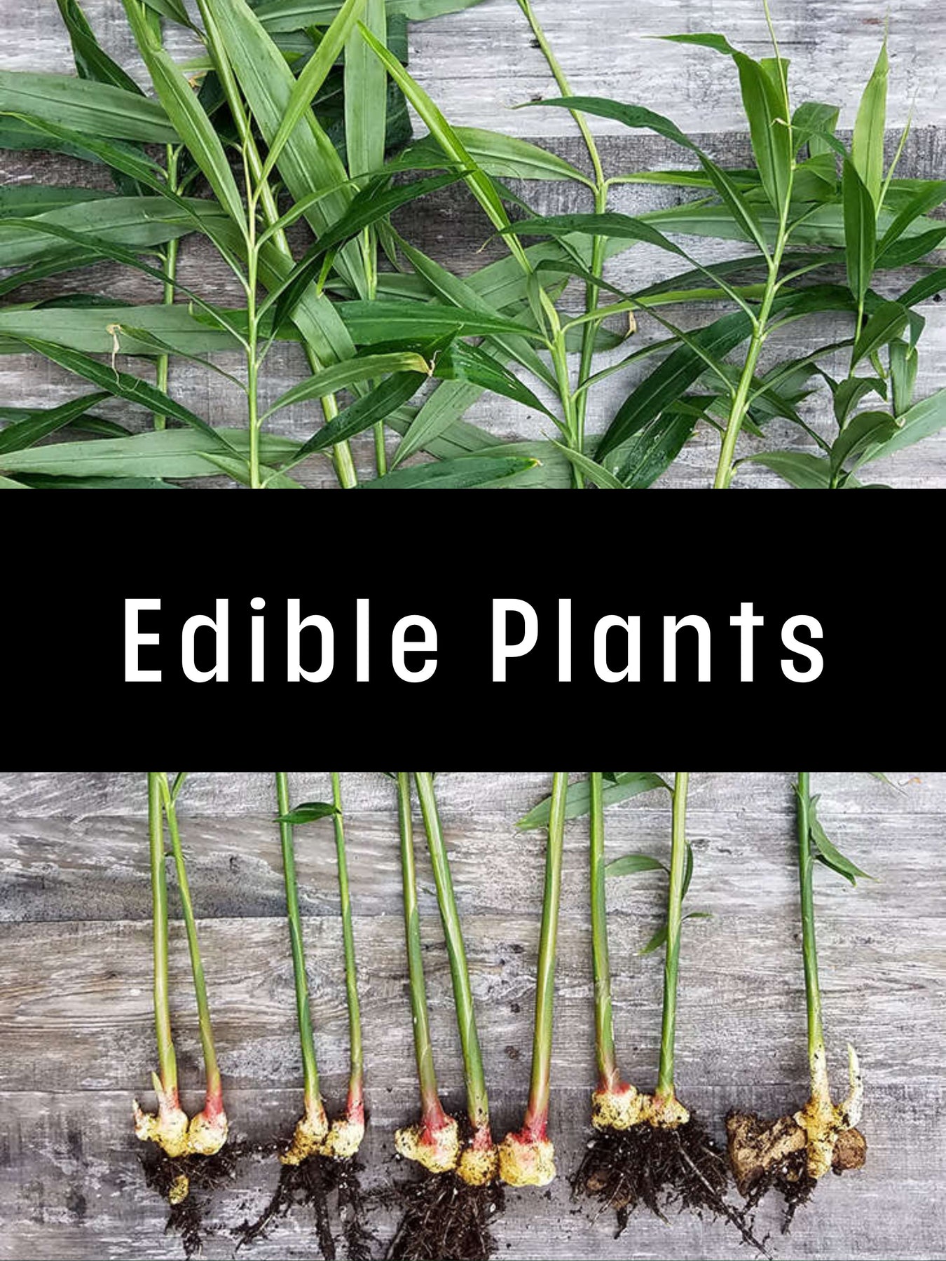 Edible Plants