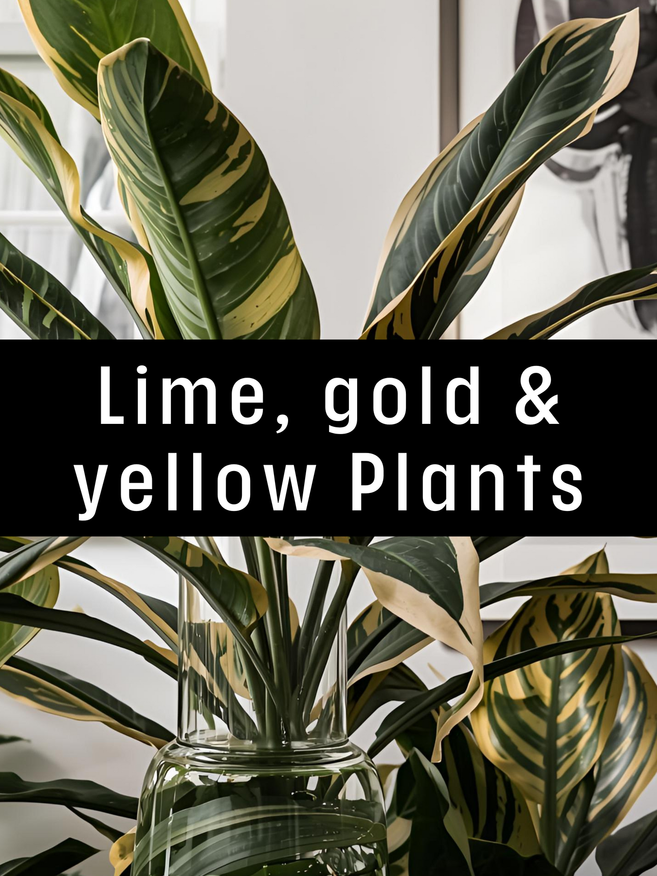Lime, Gold and Yellow Plants
