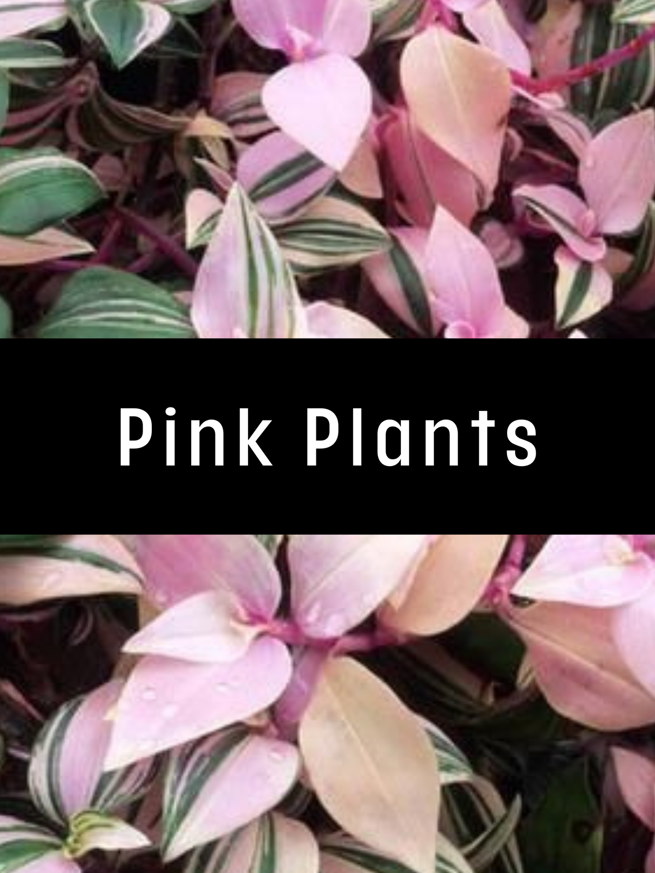 Pink Plants