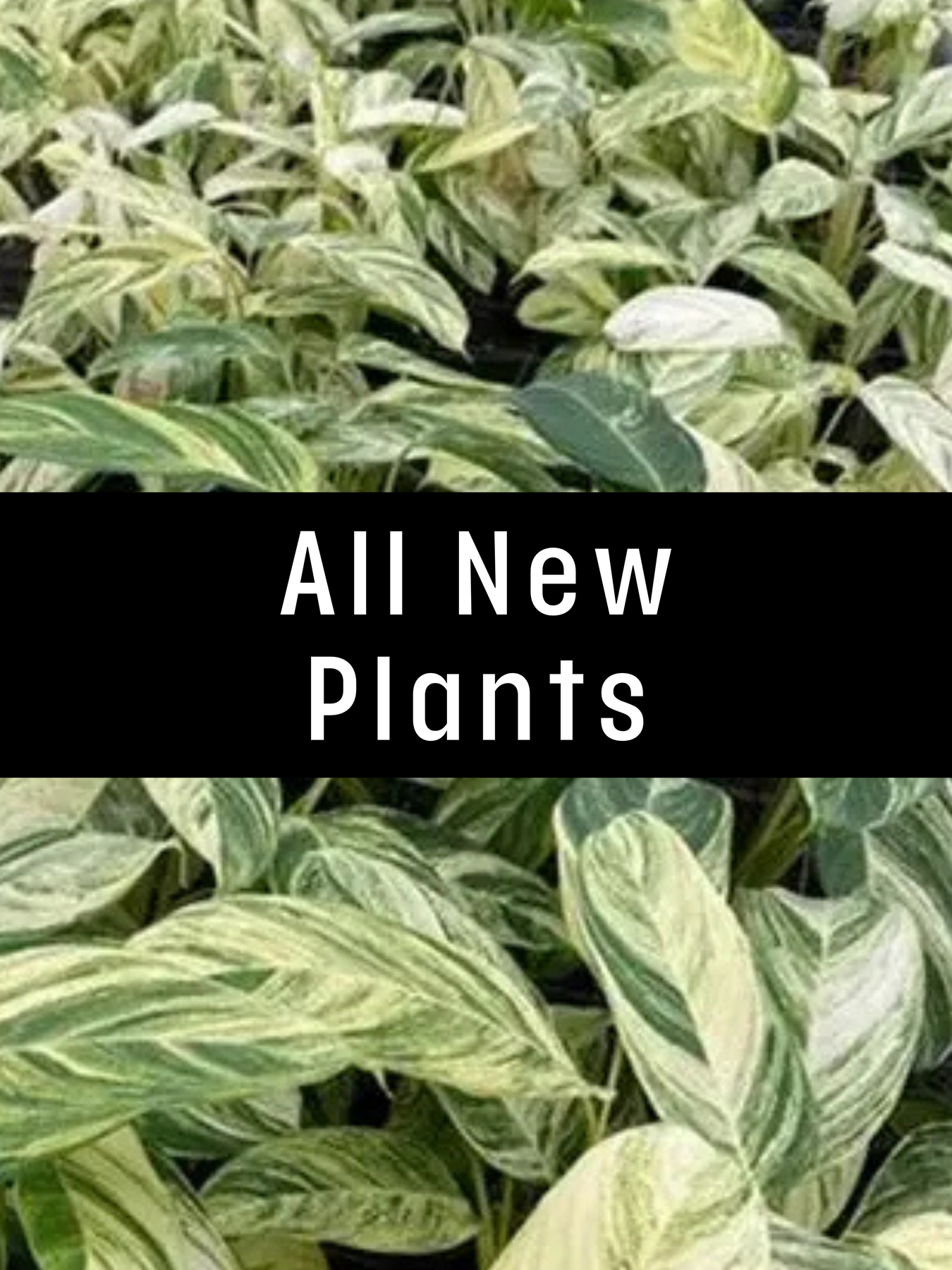 New This Week