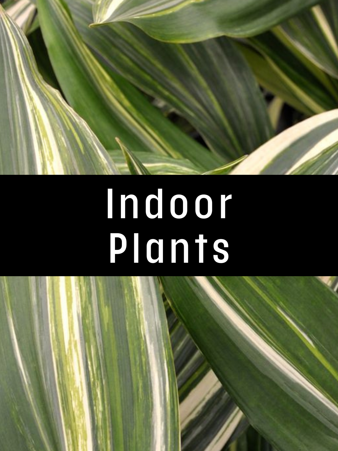 Indoor Plants