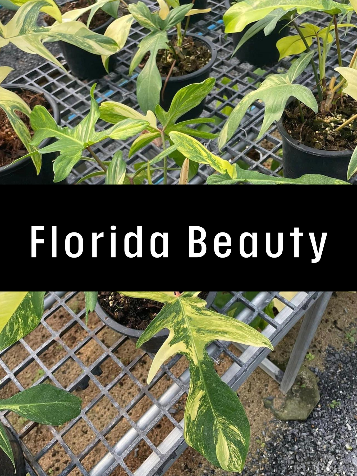 Philodendron Florida Beauty