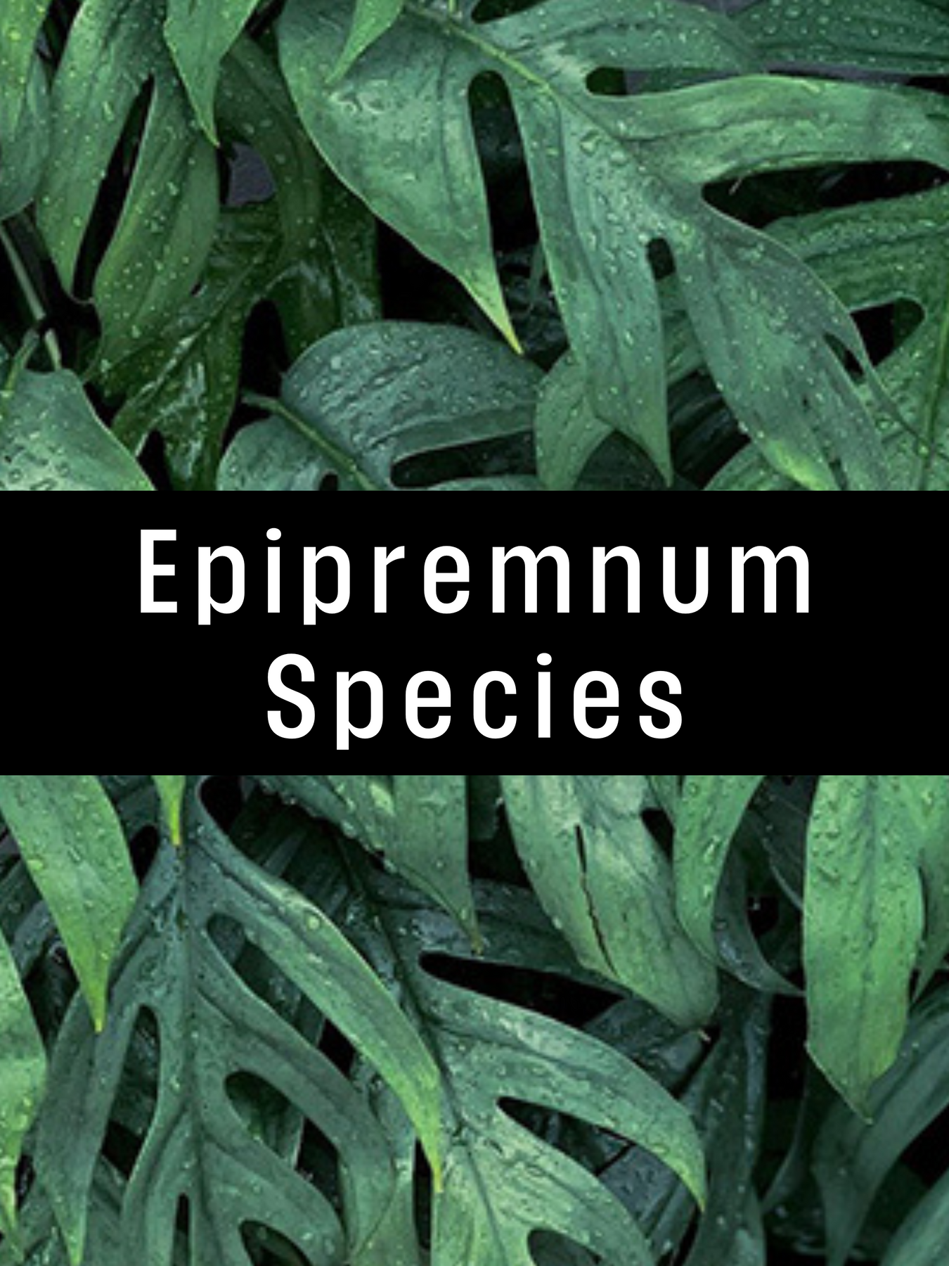 Epipremnum