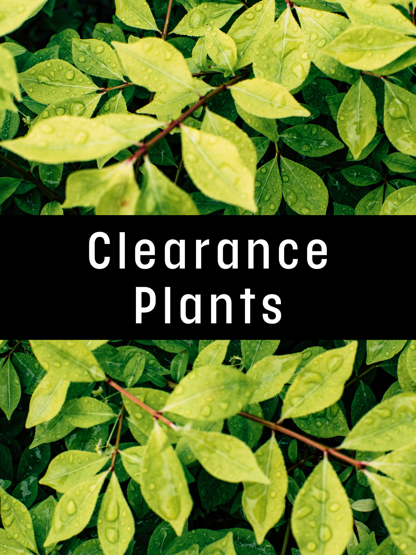 Clearance Plants