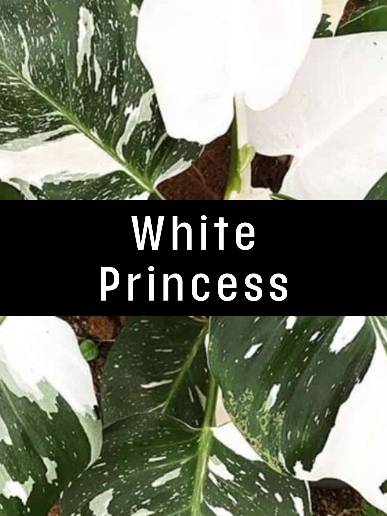 Philodendron White Princess