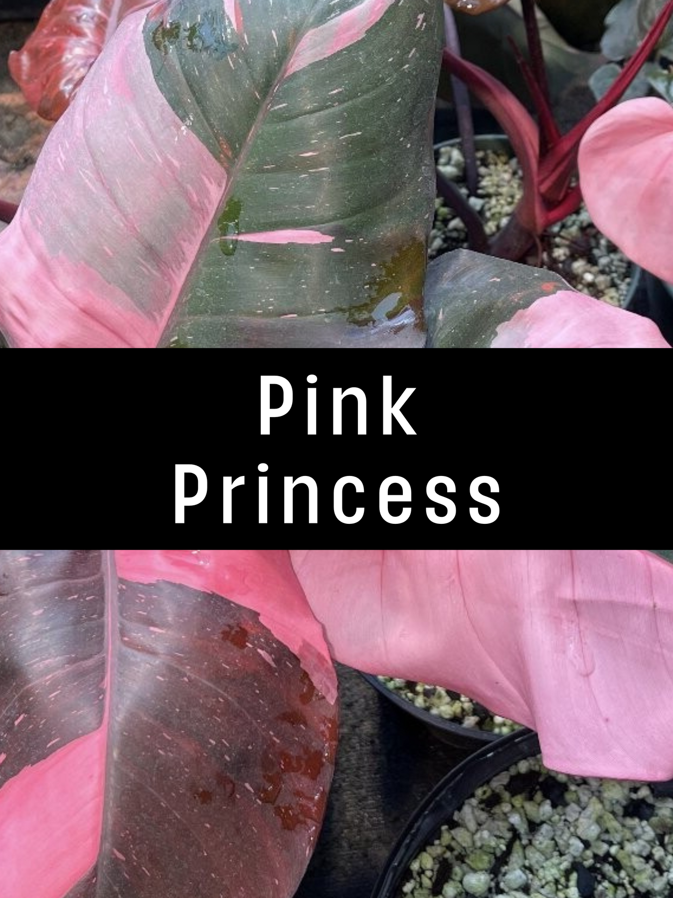 Pink Princess Philodendron