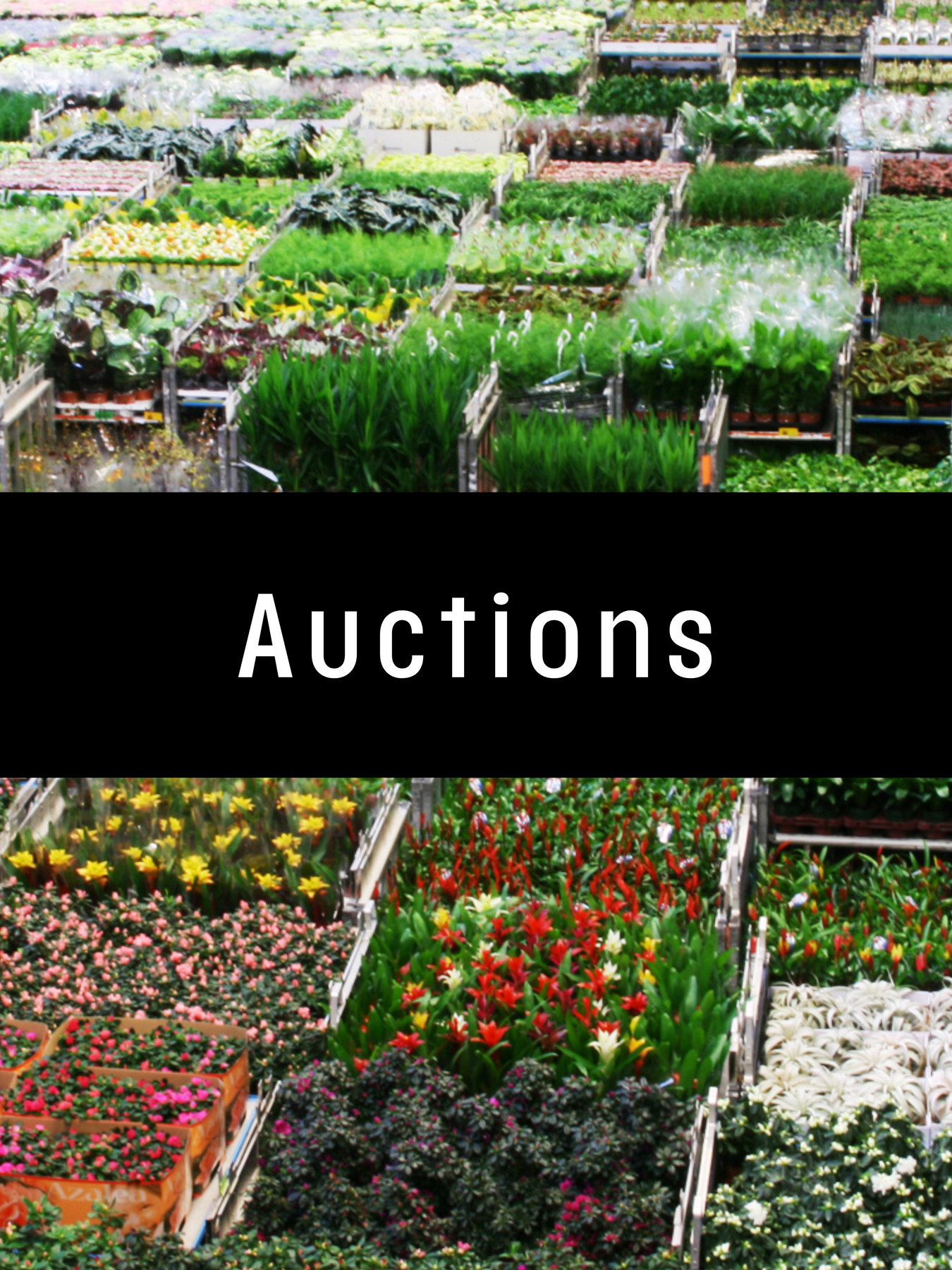 Auctions