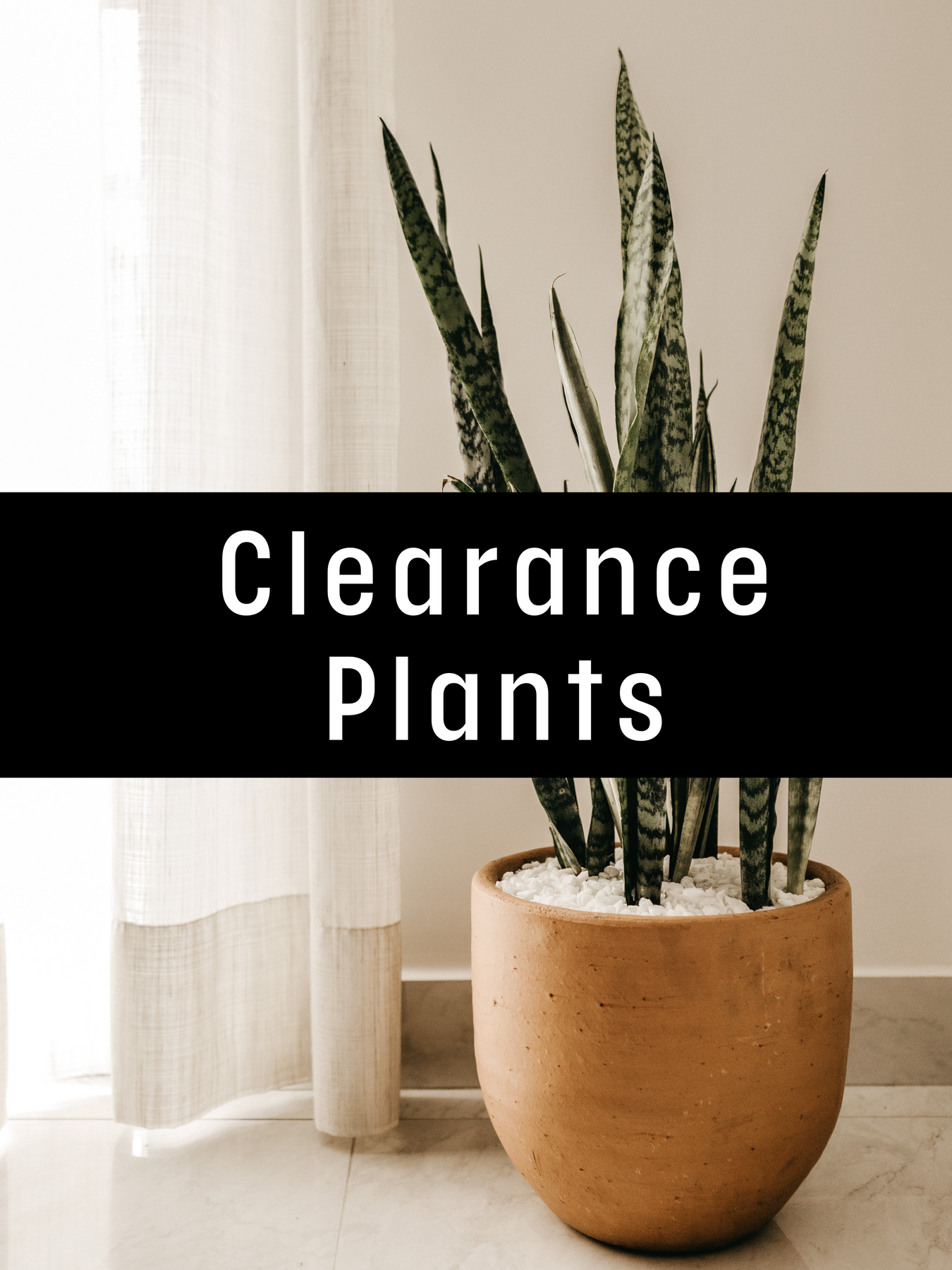 Clearance Plants