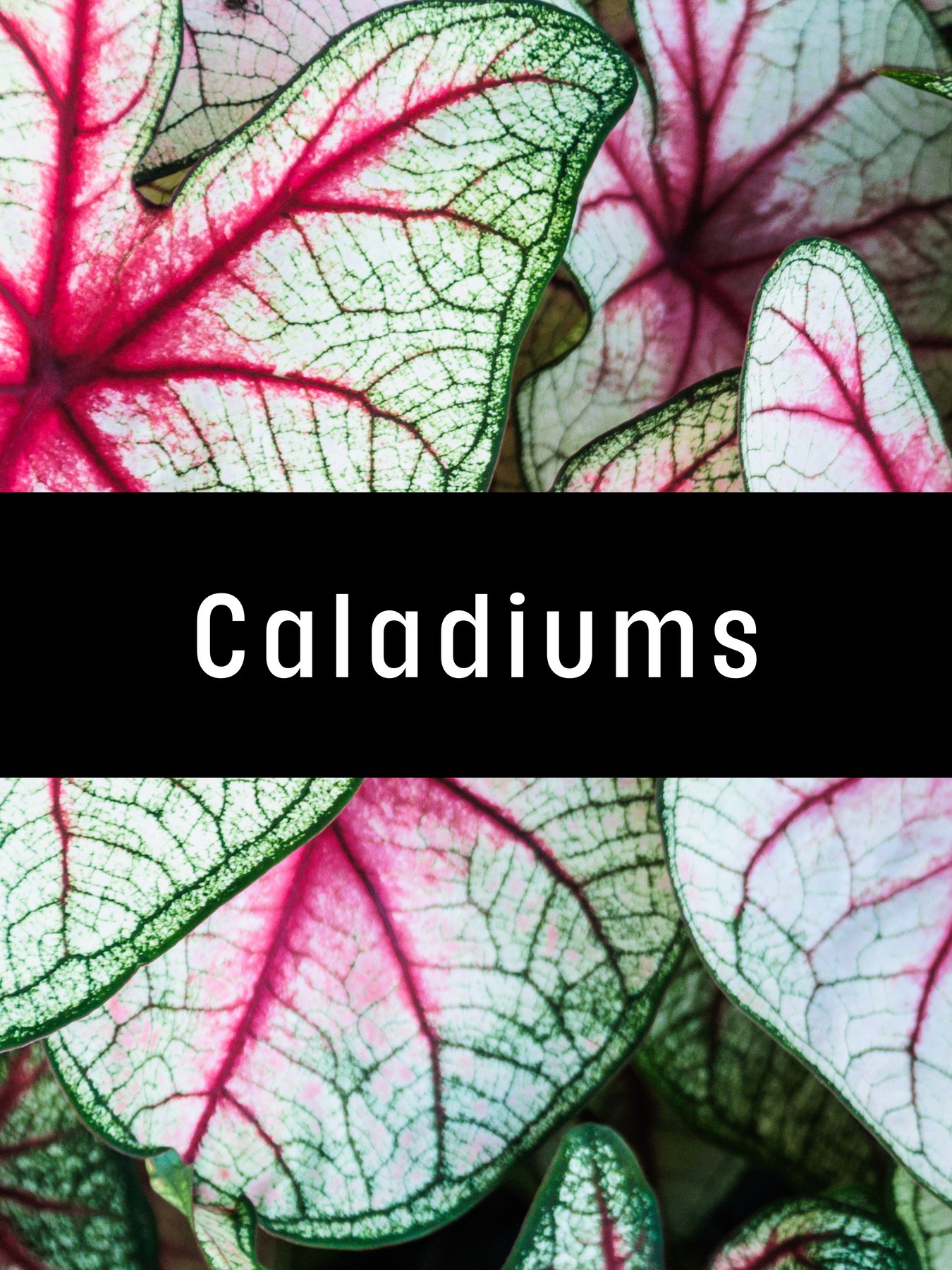 Caladiums