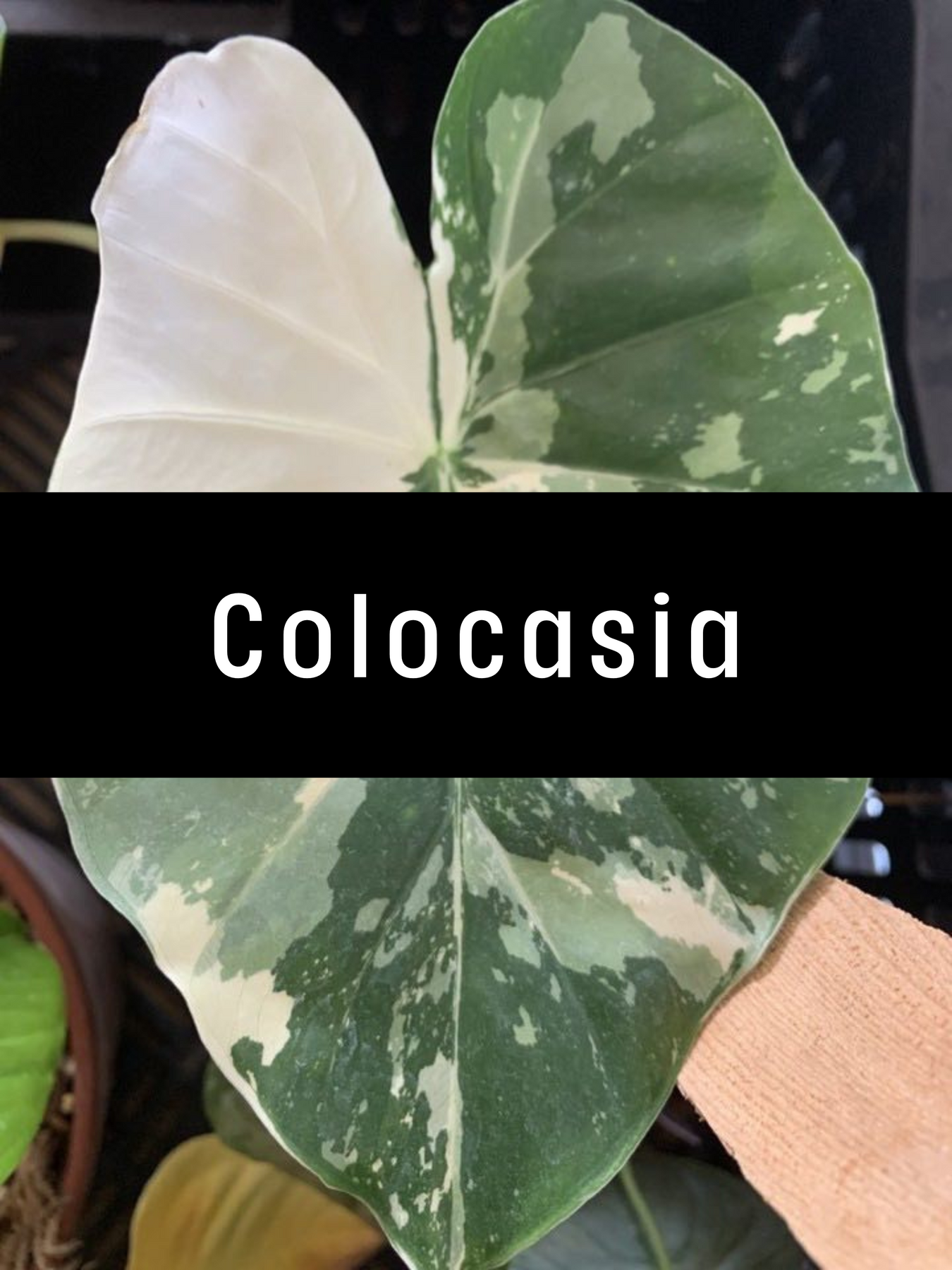 Colocasia