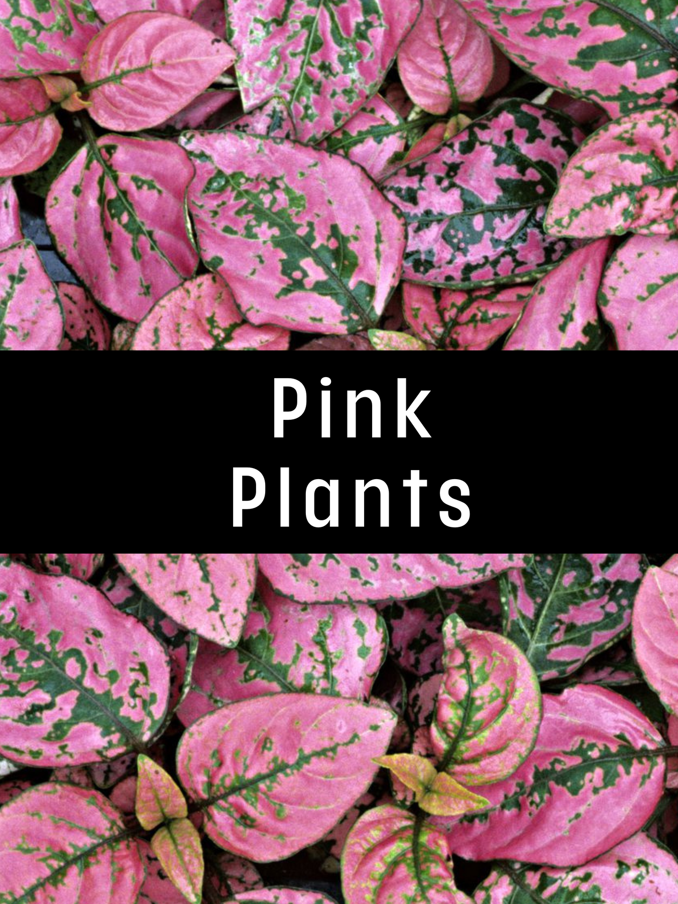 Pink Plants