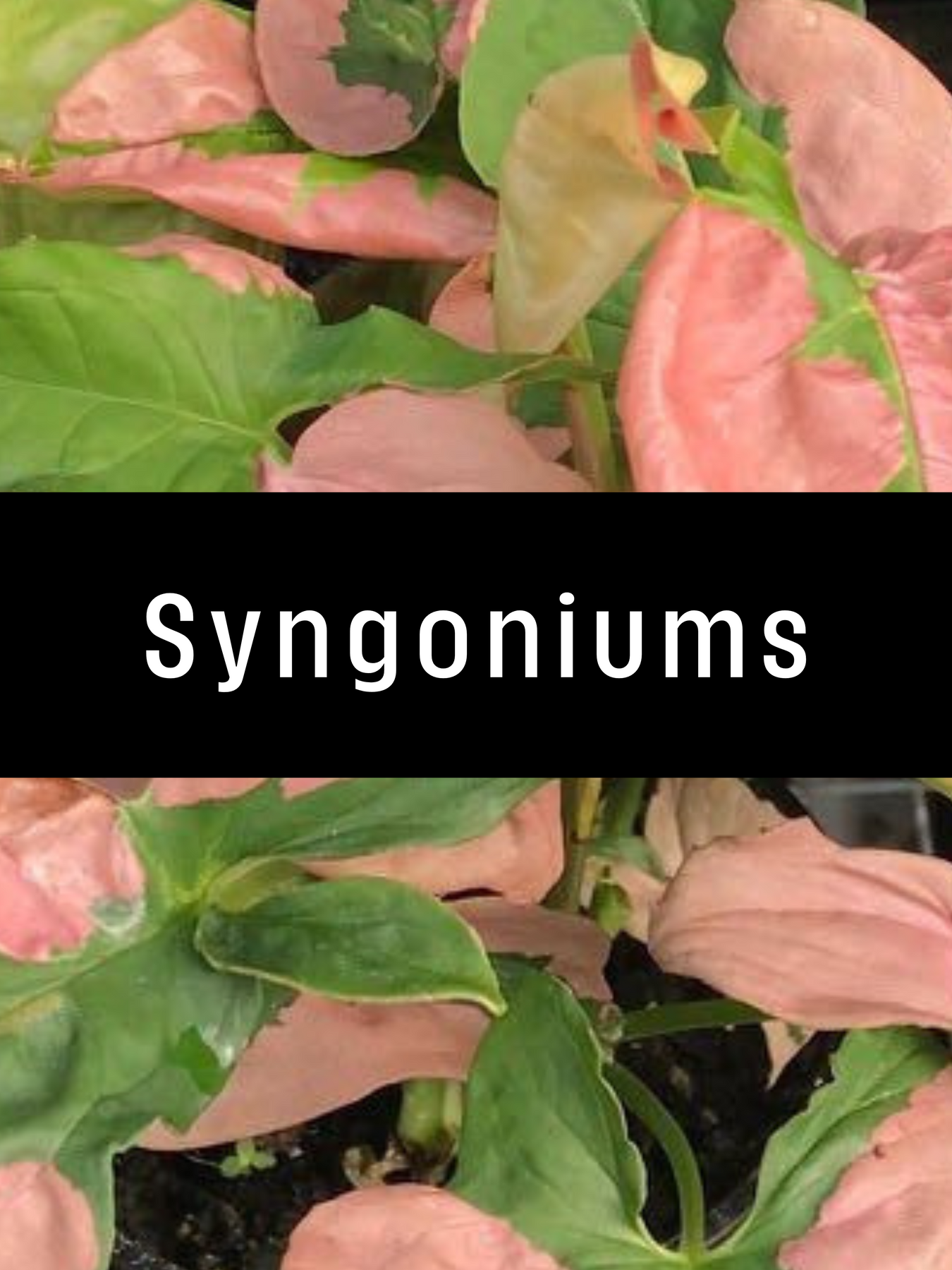 Syngoniums