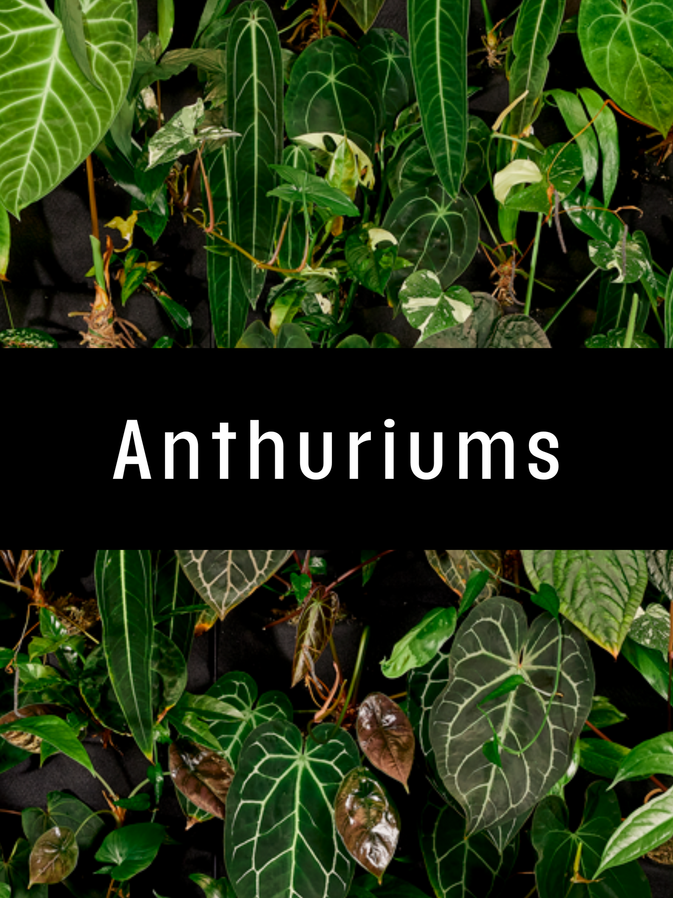 Anthuriums