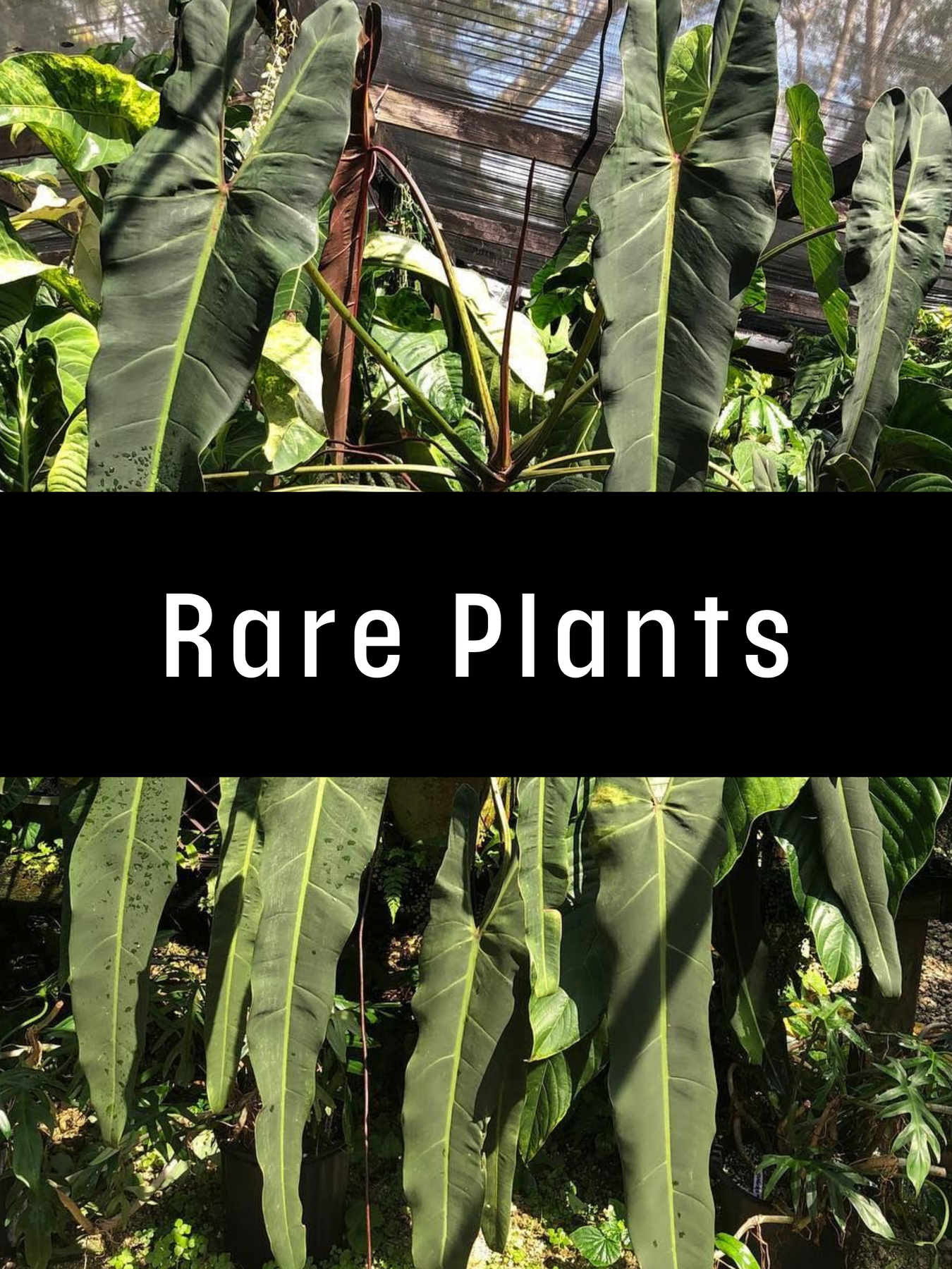 Rare Plants