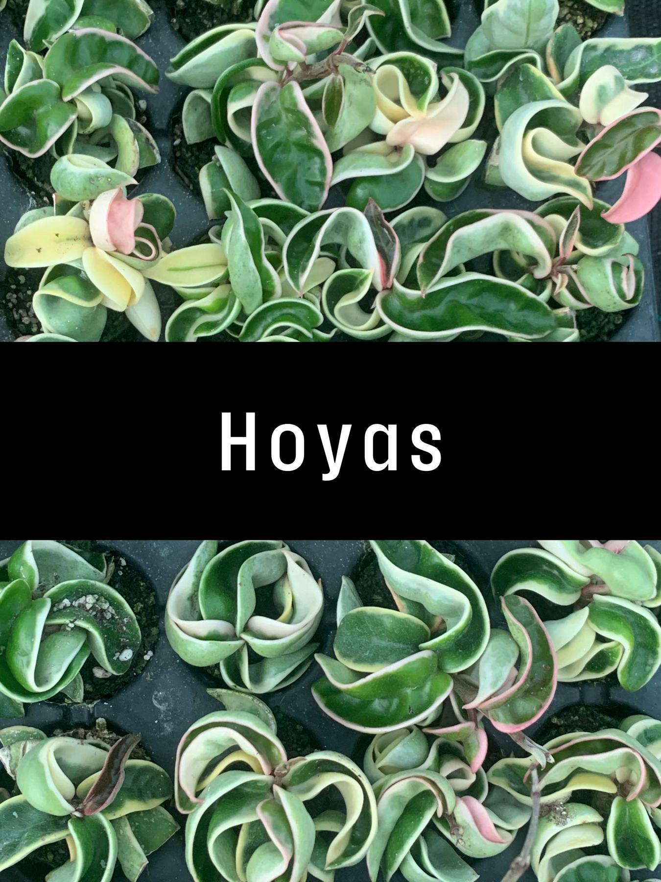 Hoya Starters