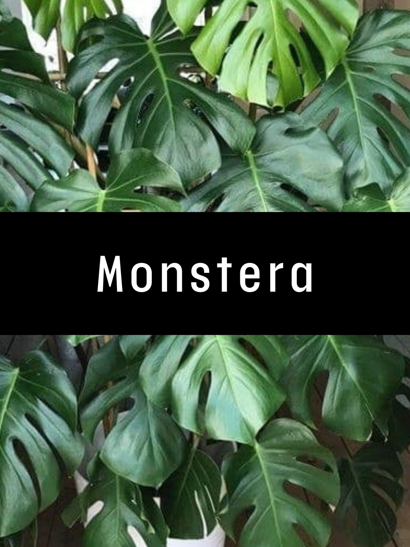 Monsteras