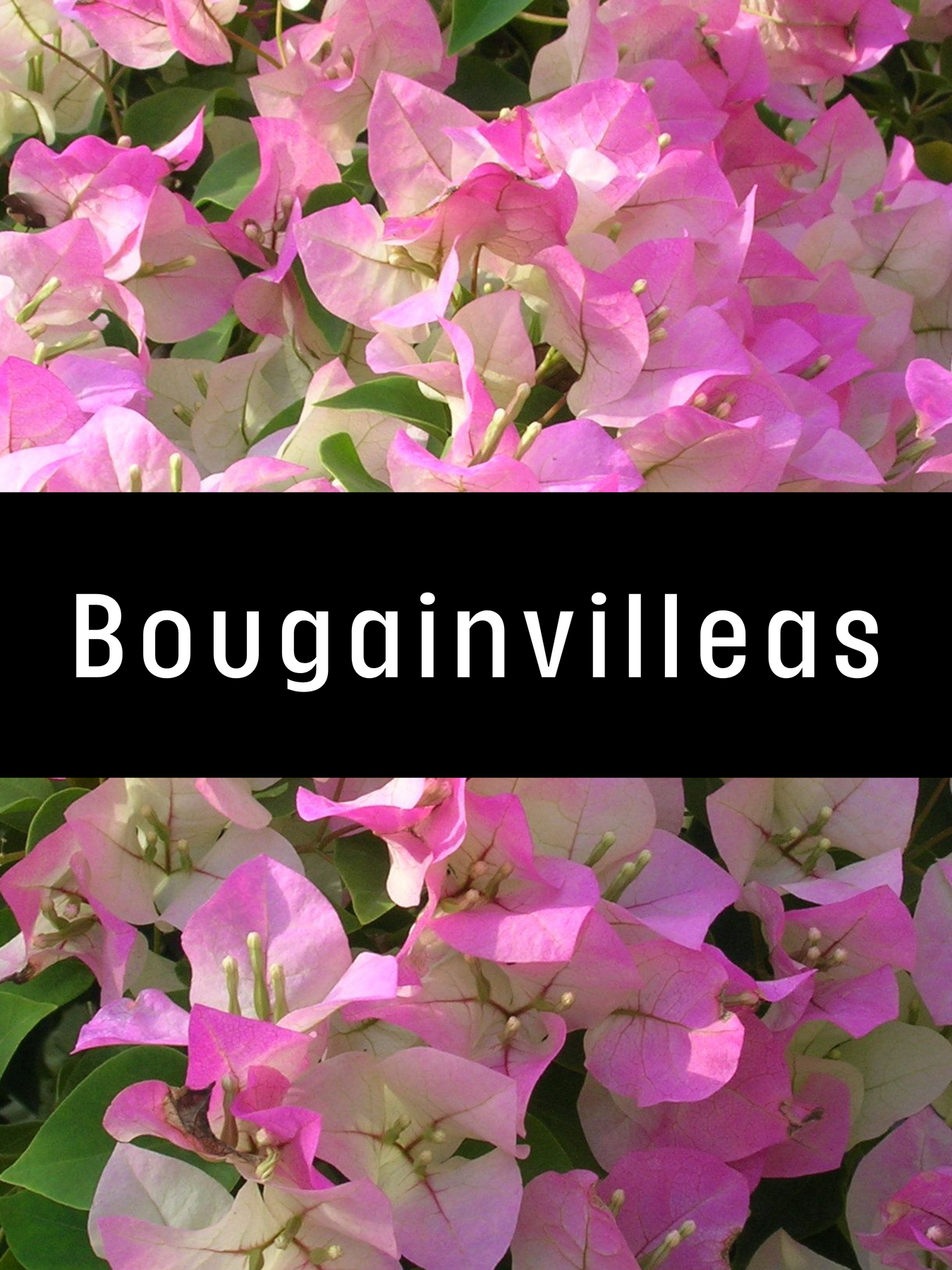 Bougainvillea