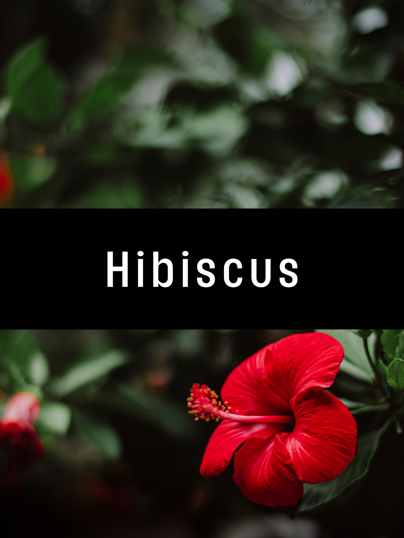 Hibiscus