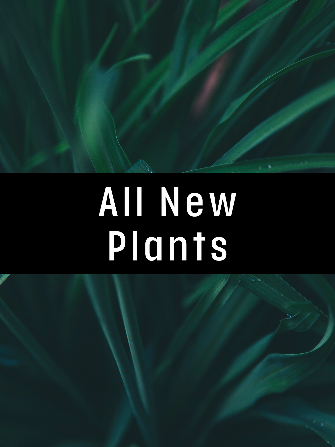 New This Week