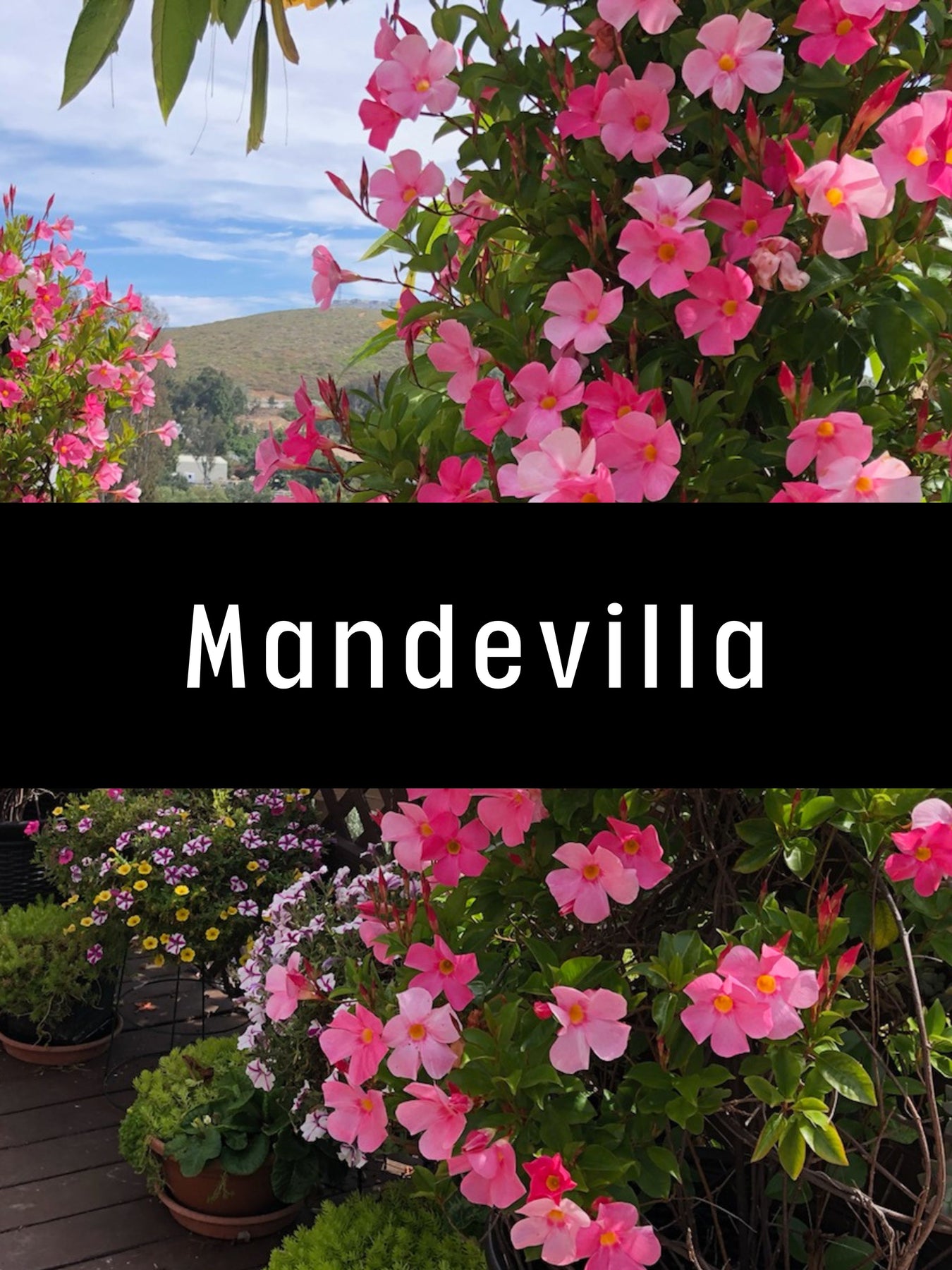 Mandevilla