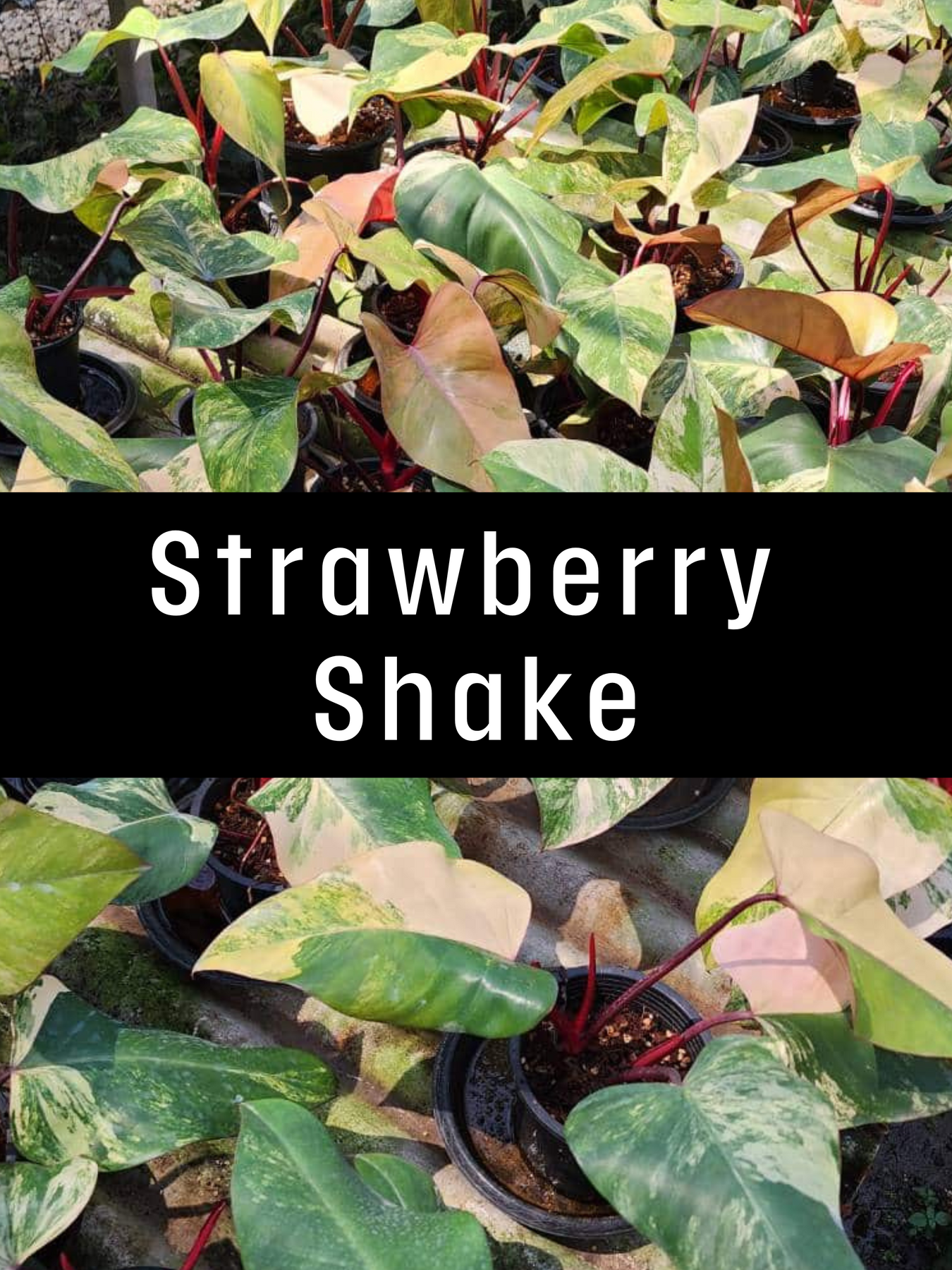 Strawberry Shake