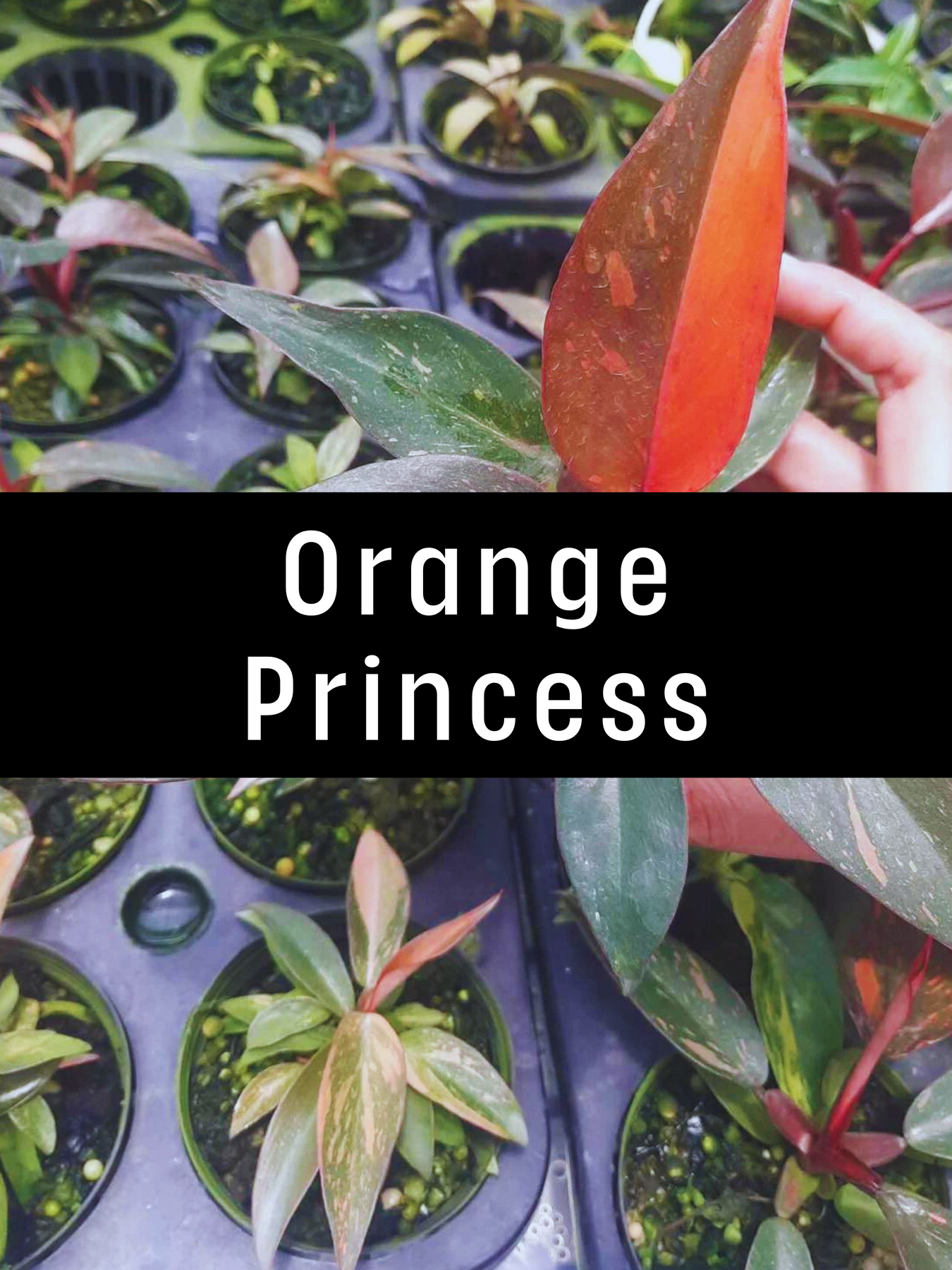 Orange Princess Drop