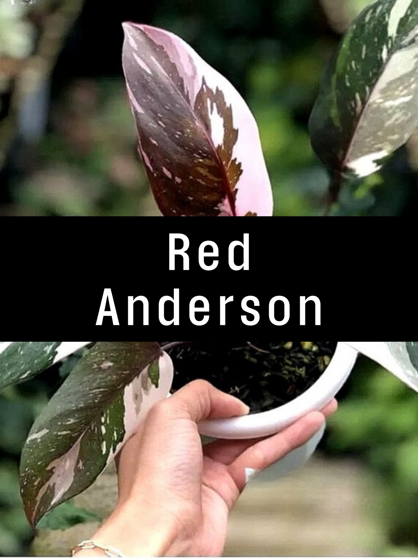 Red Anderson Variegated