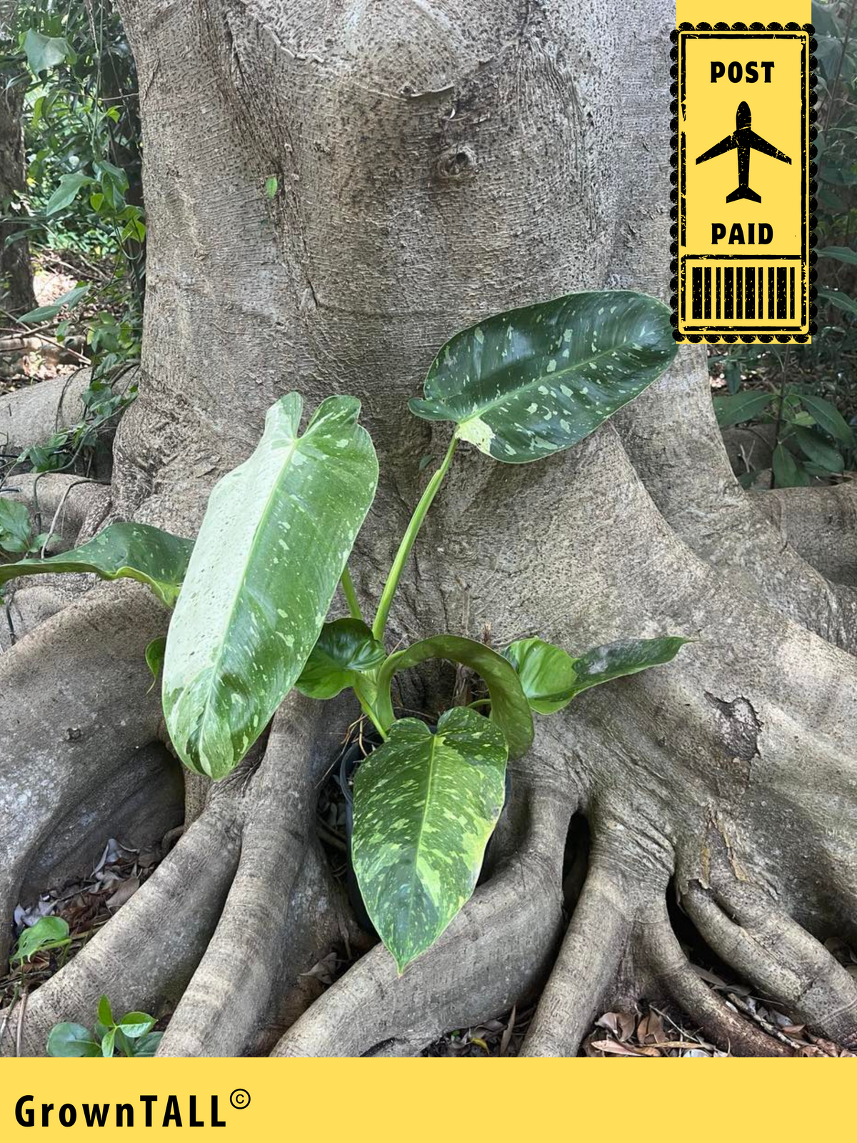 Philodendron Jose Buono 70 90cm — Nursery 2 U