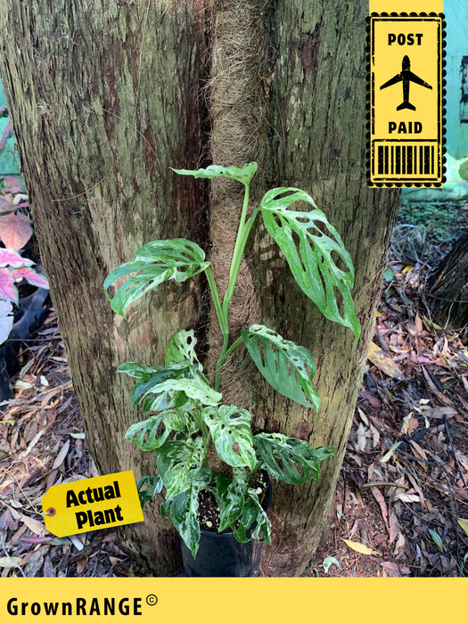 Monstera Adansonii Mint Variegated - Free Express Post