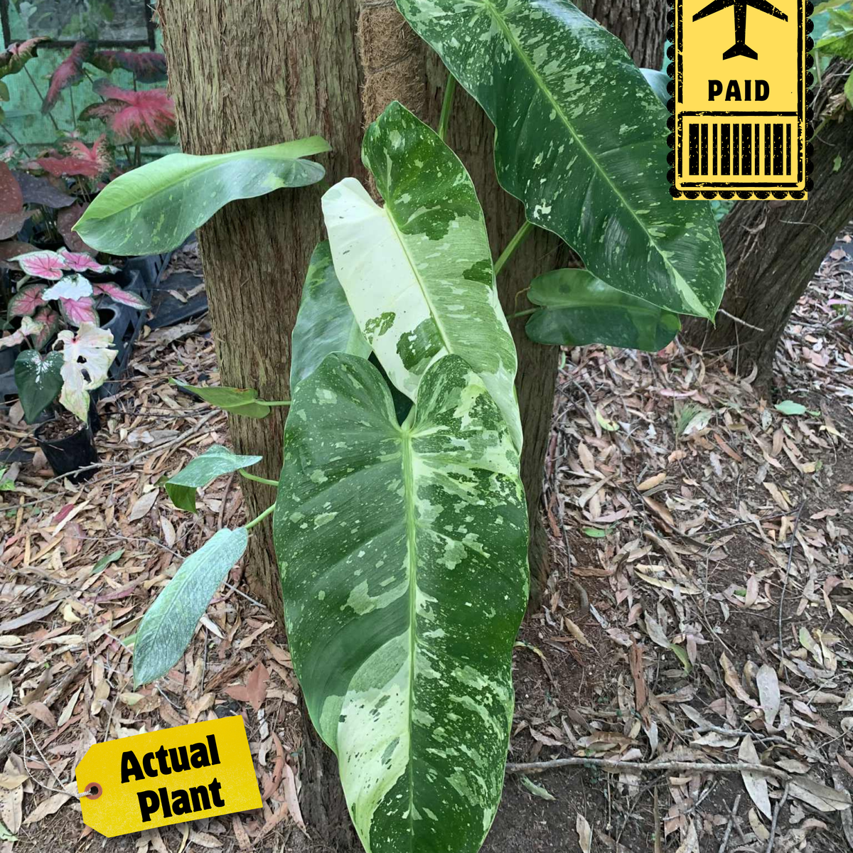 Philodendron Jose Buono