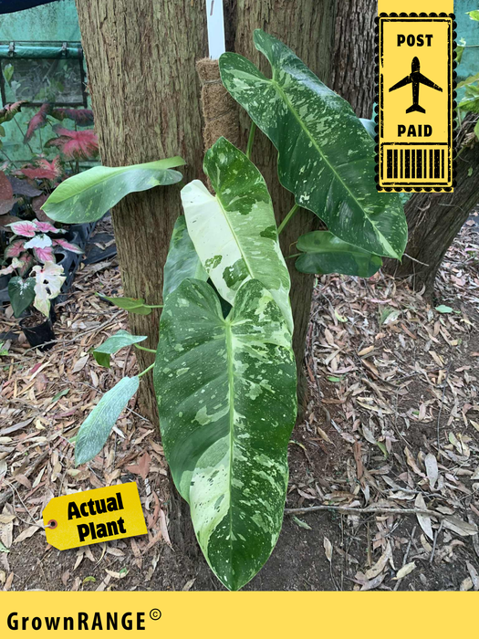 Philodendron Jose Buono - Free Express Post