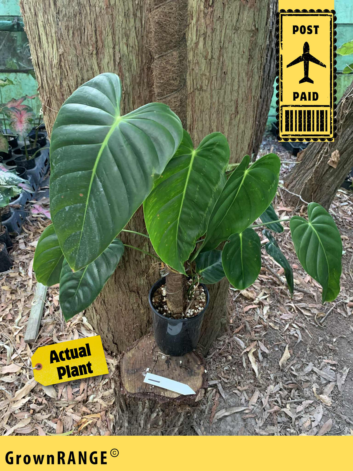 Philodendron Esmeraldense - Free Express Post — Nursery 2 U