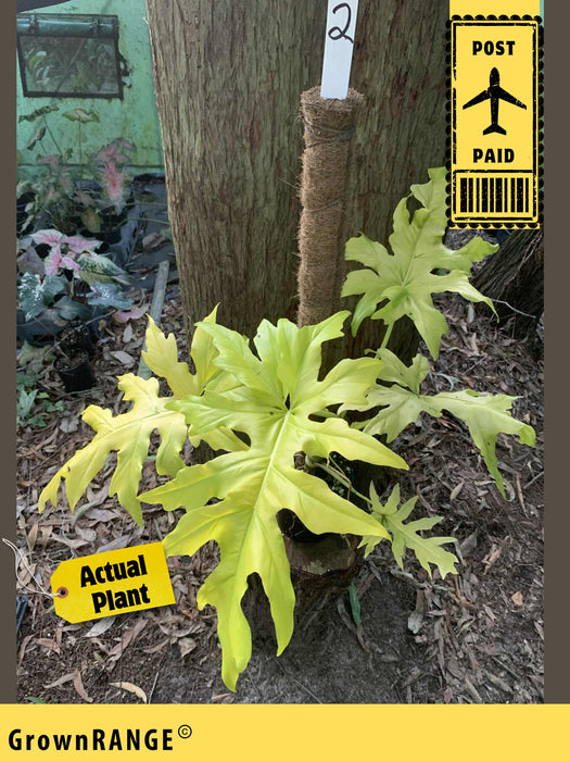 philodendron warscewiczii gold Philodendron Warscewiczii Gold
