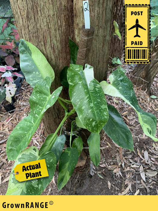 Philodendron Jose Buono - Free Express Post
