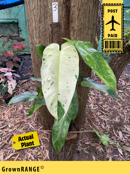 Philodendron Jose Buono - Free Express Post