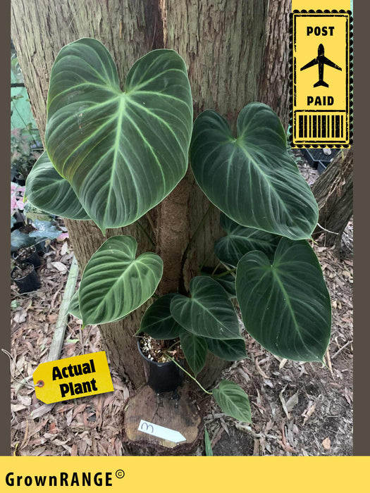 Philodendron El Choco - Free Express Post