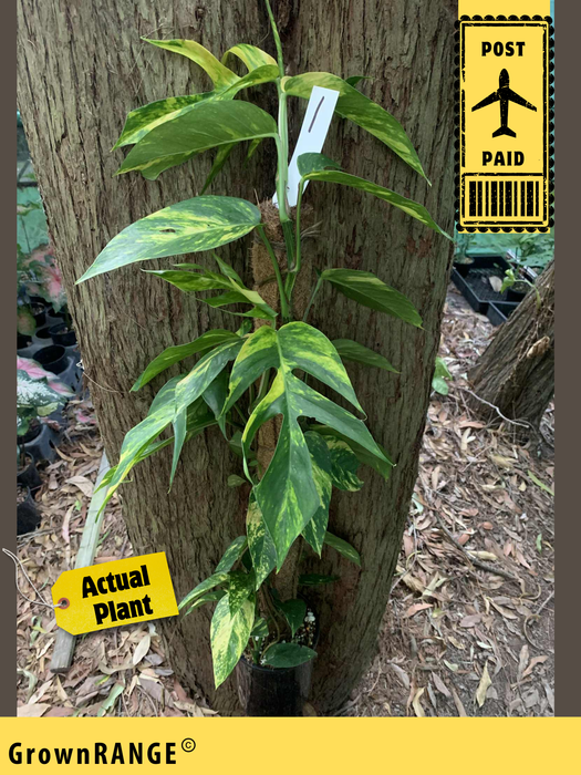 Epipremnum Yellow Flame - Free Express Post