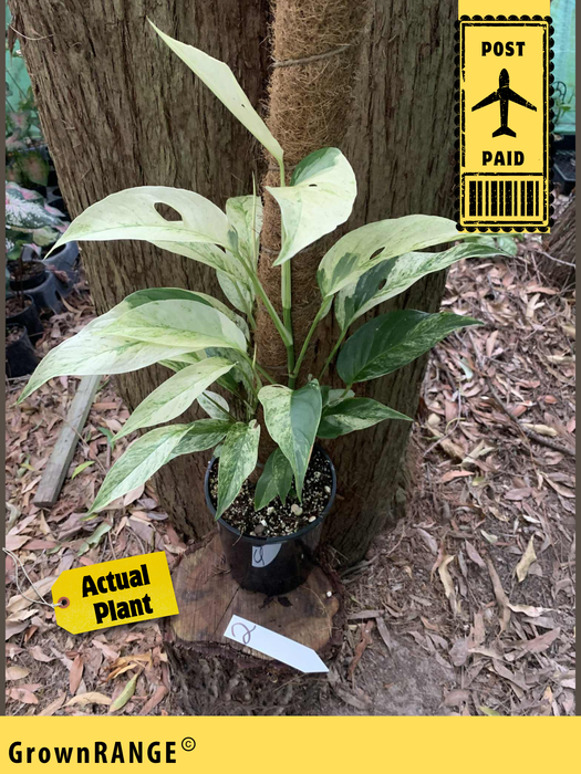 Monstera Laniata Variegated #2 - Free Express Post