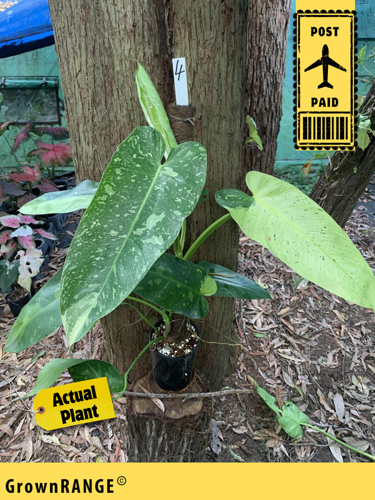 Philodendron Jose Buono - Free Express Post