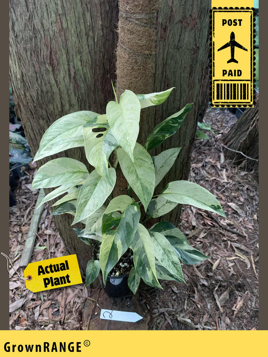 Monstera Laniata Mint Variegated #2 - Free Express Post