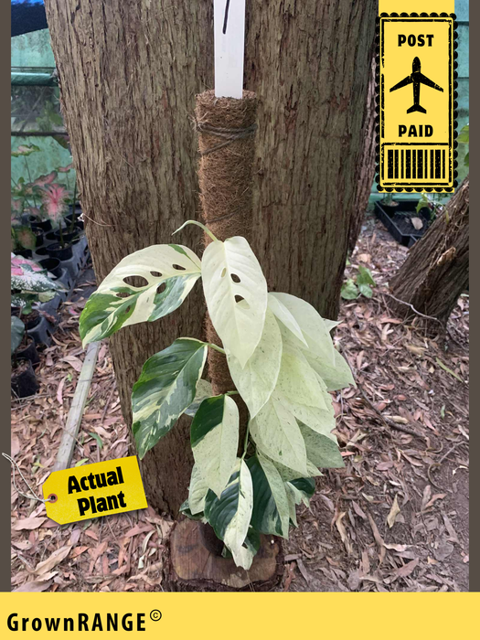 Monstera Laniata Mint Variegated #1 - Free Express Post