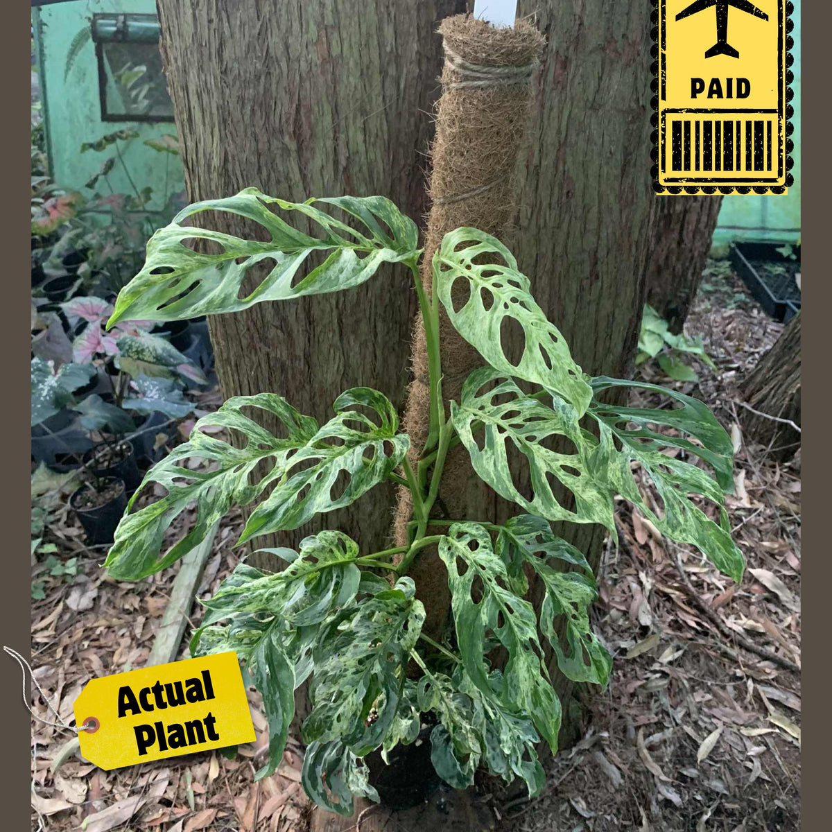 variegated monstera adansonii australia Monstera Adansonii Mint Variegated