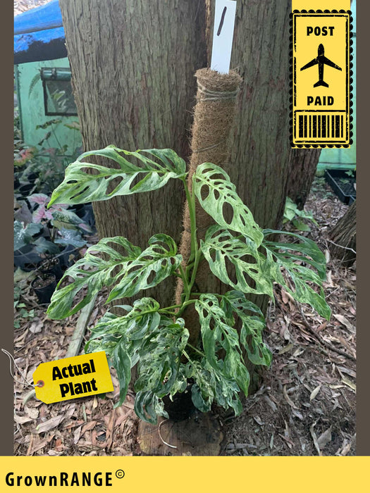 Monstera Adansonii Mint Variegated - Free Express Post