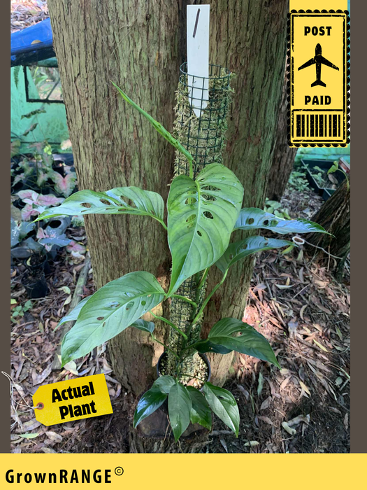 Monstera Lechleriana - Free Express Post