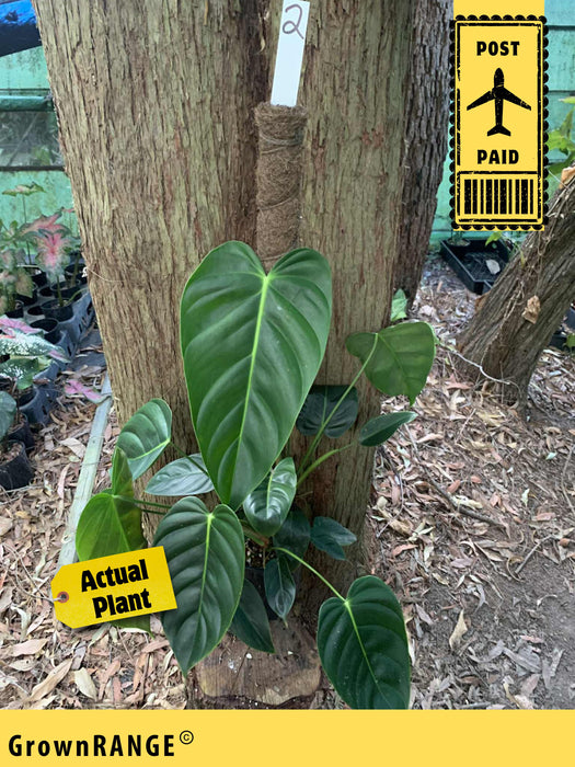 Philodendron Esmeraldense - Free Express Post