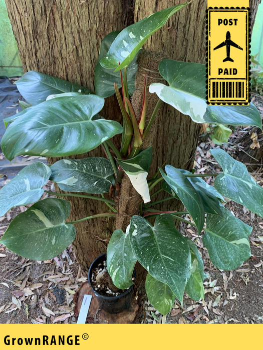 Philodendron White Princess Multi-Listing- Free Express Post