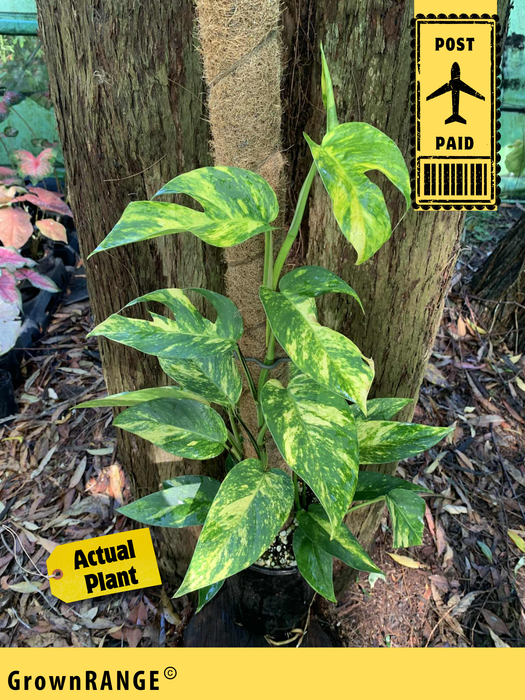 Epipremnum Yellow Flame - Free Express Post
