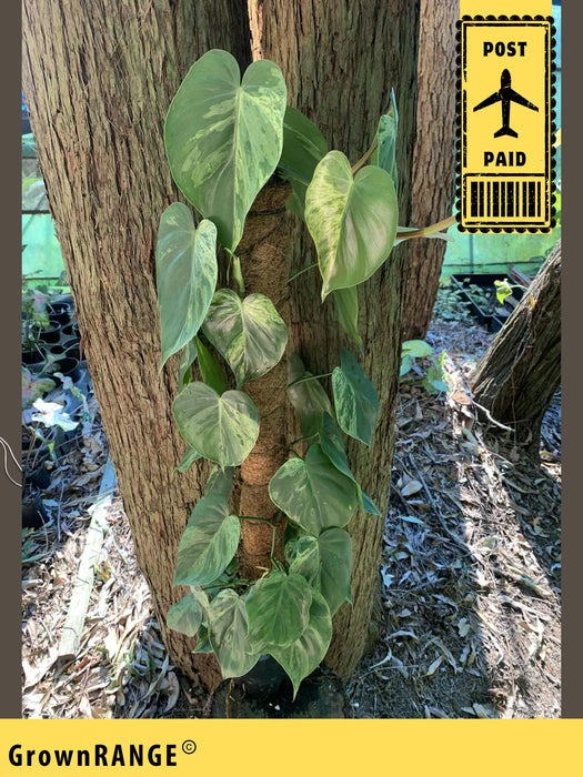 Philodendron Variegated Heart Leaf - Free Express Post